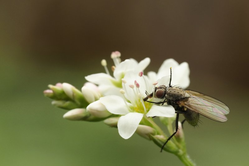 DIPTÈRES sur fleur de sarrasin. Jardin. JOËL LIEGARD